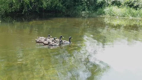 A raft of ducks paddling in a pond Stock Footage 152833655