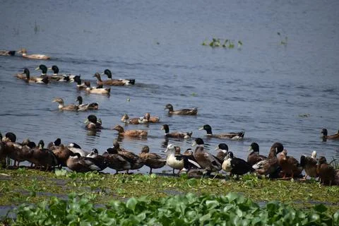 A raft of Ducks Stock Photos