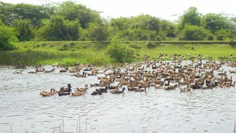 Raft of ducks, a team of ducks, or a paddling of ducks in a pond. Stock Footage 211036205