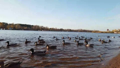 Raft Of Ducks On The Water 動画素材 220960488