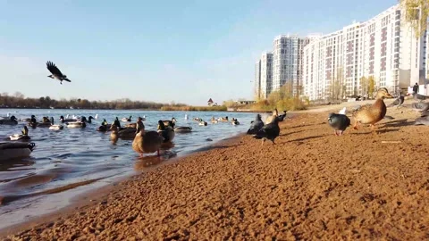 Raft Of Ducks On The Water Vídeo Stock 220960489