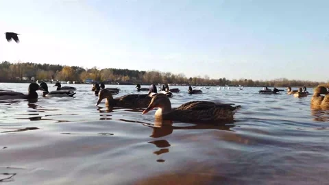 Raft Of Ducks On The Water Stock-Footage 220960490