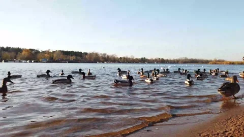 Raft Of Ducks On The Water Vídeo Stock 220960491