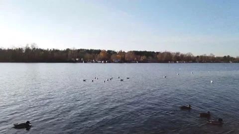 Raft Of Ducks On The Water Vídeo Stock 220960497