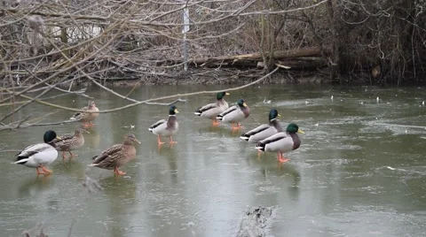 A Raft of Mallard and Buff Ducks Walking and sliding on a Frozen Lake 60fps Stock Footage 49030943