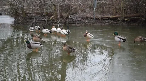 A Raft of Mallard and Buff Ducks on a Frozen Lake. Some of the Ducks Slip 60fps Stock Footage 49032635