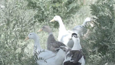 Raft or paddling of ducks outside water in a group of 5 in garden slow motion Stock Footage 100775670