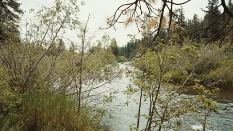 Rafts floating down a mountain river seen through willow branches Stock Footage 348046821