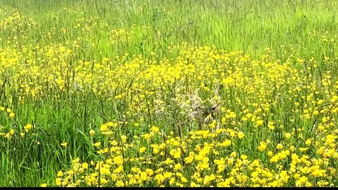 Rag doll cat playing and jumping in a field of flowers.mp4 Stock Footage 336490842