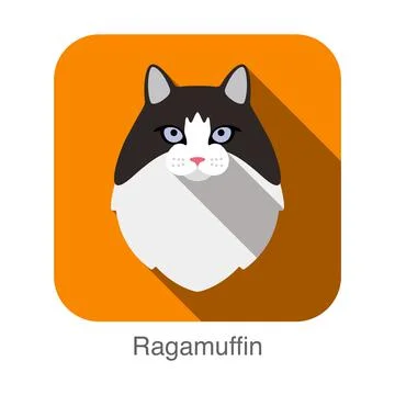 Ragamuffin Cat, Cat breed face cartoon flat icon design Stock Illustration