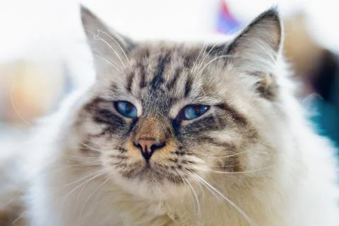 Ragamuffin cat Stock Photos