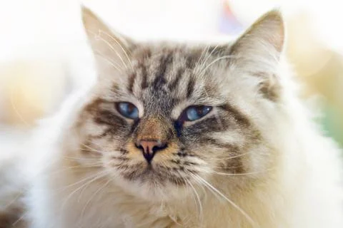 Ragamuffin cat Stock Photos
