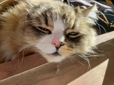 Ragamuffin Cat Resting on a Bed Frame Stock Photos