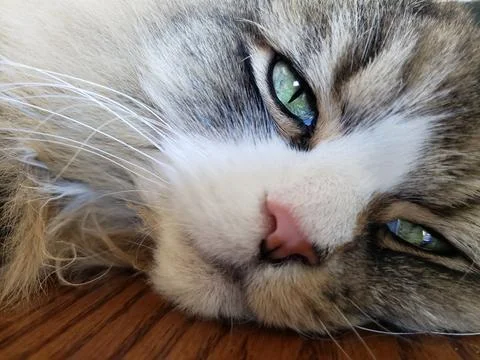 Ragamuffin Cat Resting on a table Stock Photos
