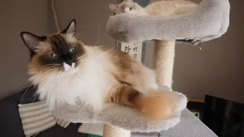 A ragdoll birman cat playing with a ball, another cat in the background (2) Video stock 130009964