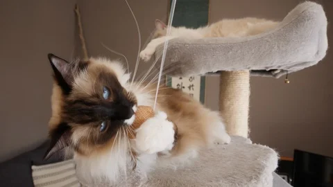 A ragdoll birman cat playing with a ball, another cat in the background (3) 動画素材 130010086