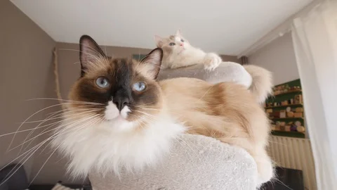 A ragdoll birman cat playing with a ball, another cat in the background Video stock 130010139