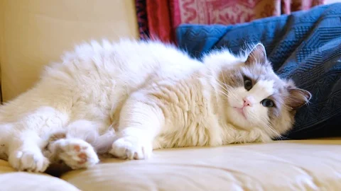 Ragdoll breed cat on the sofa 스톡 동영상 102494072