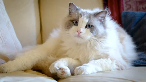 Ragdoll breed cat on the sofa Stock-Footage 102497720