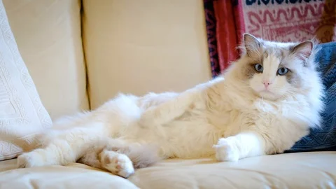 Ragdoll breed cat on the sofa 스톡 동영상 102503708