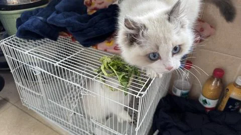 Ragdoll cat and rabbit Stock Photos