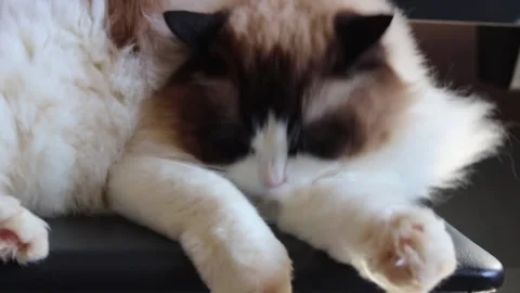 Ragdoll cat bathing Stock Footage 134940204