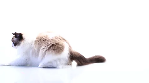 Ragdoll cat with blue eyes looking around on white background Stock Footage 340415932
