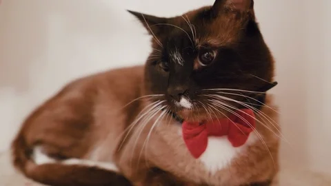 A ragdoll cat, with a bow tie Vidéo 122621208