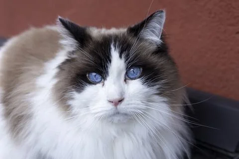 Ragdoll cat close up featuring piercing blue eyes Stock Photos