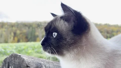 Ragdoll cat close up in the woods (Meme) Stock Footage 255116003