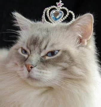 Ragdoll cat with crown Stock Photos