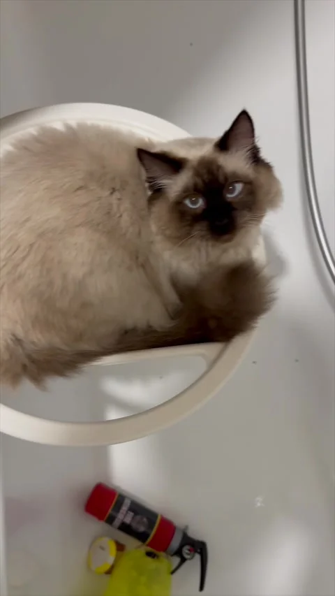 Ragdoll cat curled up inside bathroom sink funny moment Stockbeeldmateriaal 319072984