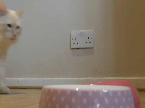 Ragdoll. The cat eats the food. Video stock 71644758