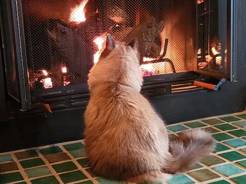 Ragdoll Cat By The Fireplace Stock Photos