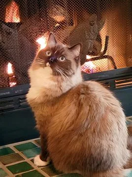 Ragdoll Cat By The Fireplace Stock Photos