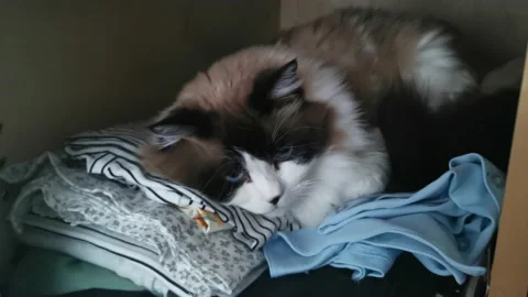 Ragdoll Cat Hiding itself in a Closet Cuddle in Clothes Stock Footage 219134563
