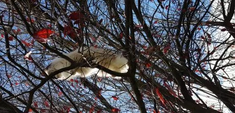 Ragdoll cat high up in a tree. Stock Photos