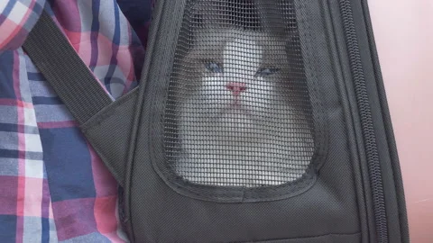 A ragdoll cat inside the backpack. Video stock 96738876