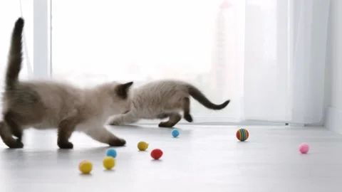 Ragdoll cat kittens at home Stock Footage 157316424