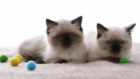 Ragdoll cat kittens at home Stock Footage 157316450