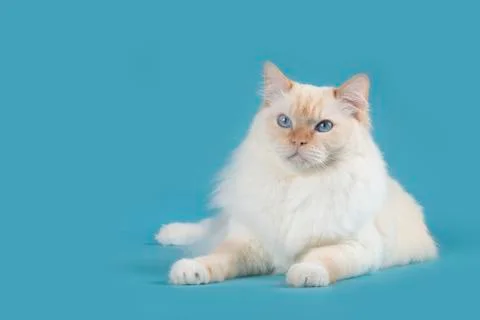 Ragdoll cat lying down with blue eyes looking away on a blue background Stock Photos