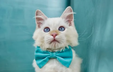 Ragdoll cat Stock Photos