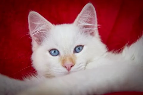 Ragdoll cat Stock Photos