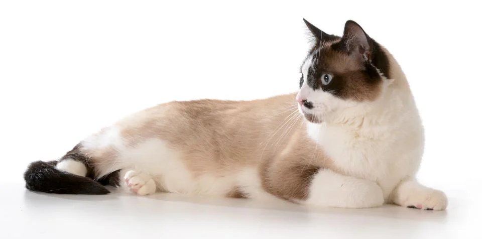 Ragdoll cat Stock Photos