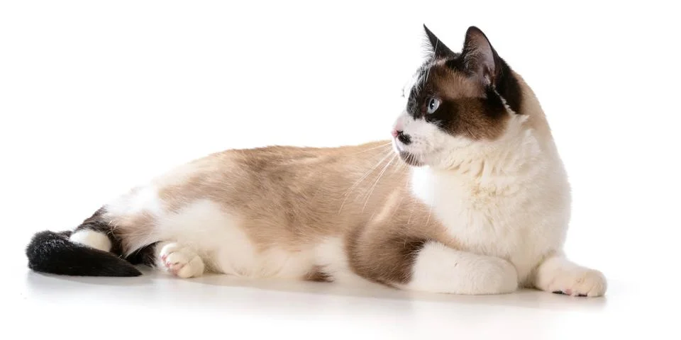 Ragdoll cat Stock Photos