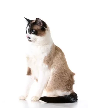 Ragdoll cat Stock Photos