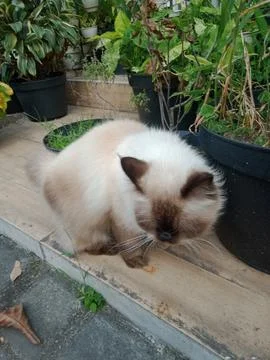 Ragdoll cat Stock Photos