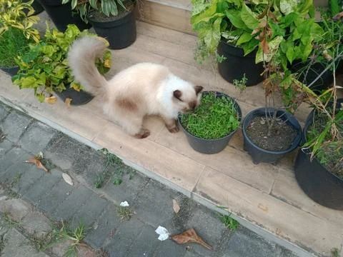 Ragdoll cat Stock Photos