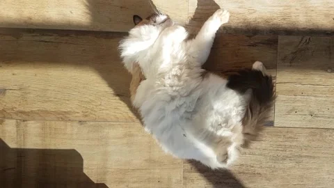 Ragdoll cat playing Stock Footage 134940148