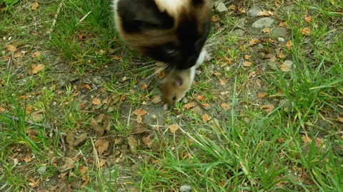 A ragdoll cat is playing with a real mouse he caught. Stock Footage 154745855